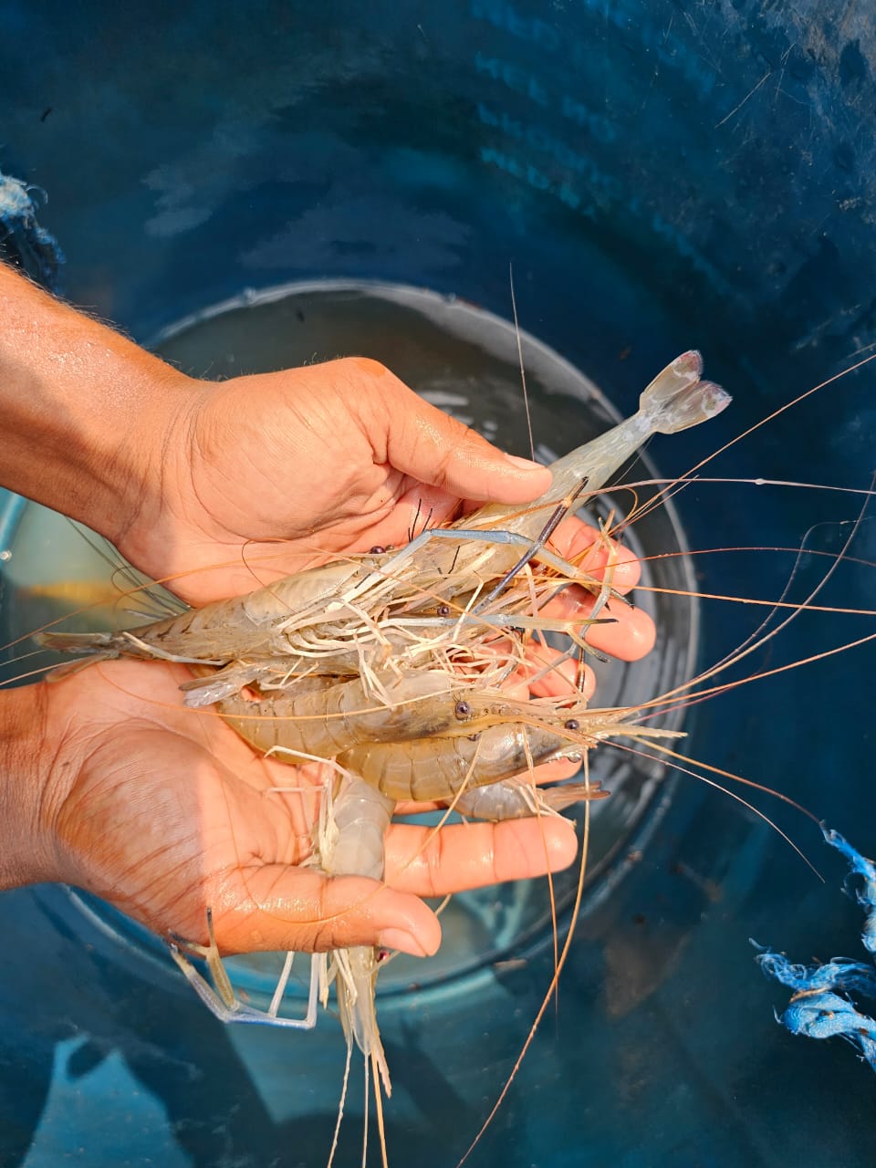 giant prawn bangladesh